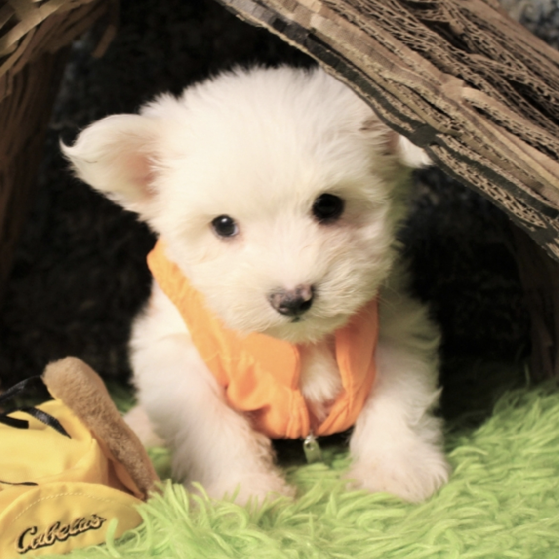 comprar cachorros sanos, baratos y asequibles para la venta